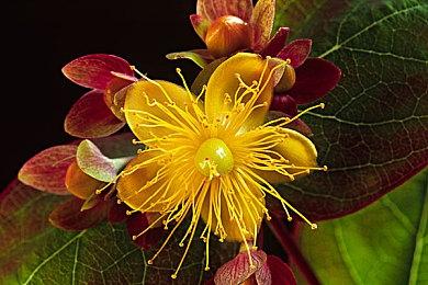 《漫威金刚狼》两段新预告片泄露 画面效果极佳